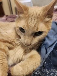 Lost Male Cat last seen 248th and 68th, Salem Lakes, WI 53168