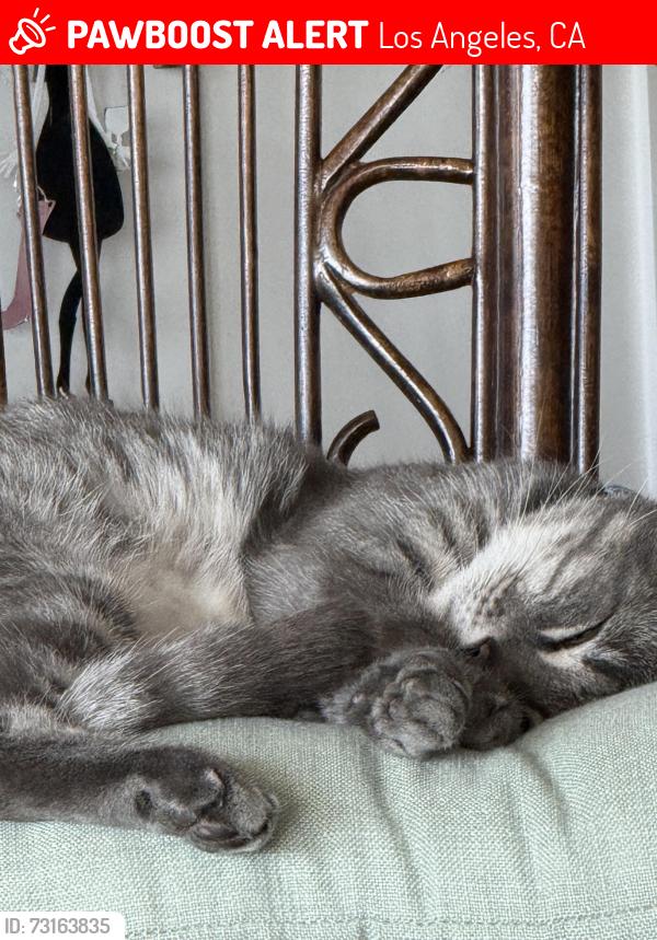 Lost Male Cat last seen Moray and 22nd Streer, Los Angeles, CA 90732