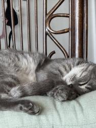 Lost Male Cat last seen Moray and 22nd Streer, Los Angeles, CA 90732