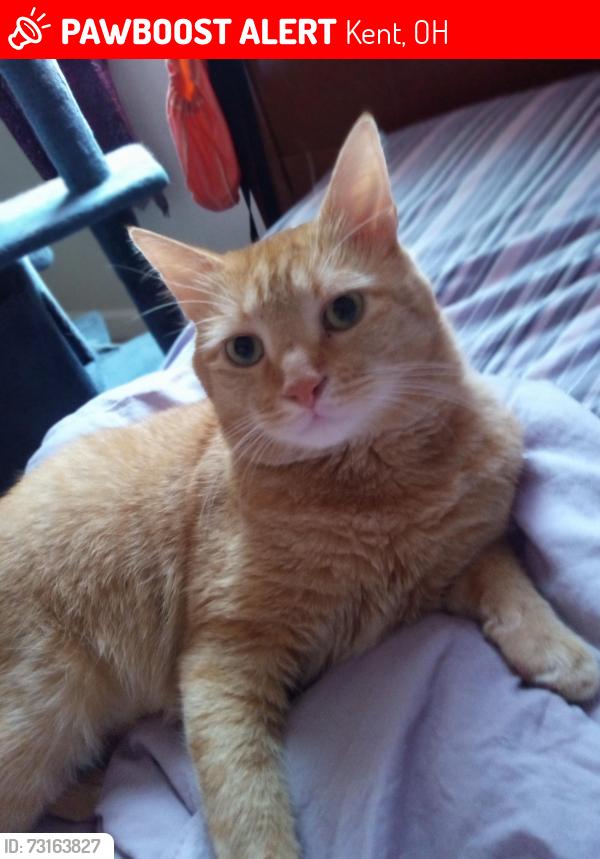 Lost Male Cat last seen Anita/silversream, Kent, OH 44240