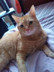 Lost Male Cat last seen Anita/silversream, Kent, OH 44240