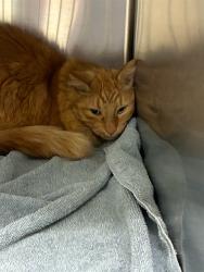 Shelter Stray Unknown Cat last seen Near BLOCK E 121ST AVE, 12155 Park Blvd, Brighton, CO 80601, USA