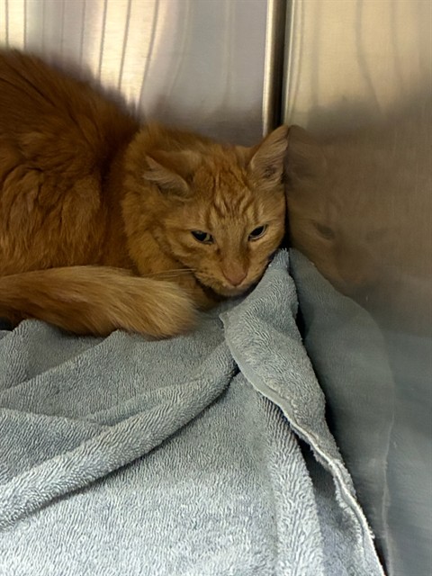 Shelter Stray Unknown Cat last seen Near BLOCK E 121ST AVE, 12155 Park Blvd, Brighton, CO 80601, USA