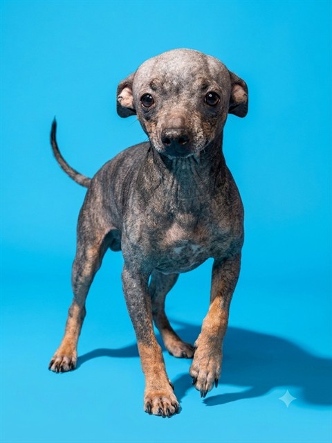 Shelter Stray Male Dog last seen , 2020 Forest St, Jacksonville, FL 32204, USA