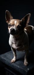 Shelter Stray Male Dog last seen Near BLOCK COLUMBUS, 2020 Forest St, Jacksonville, FL 32204, USA