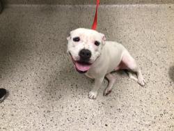 Shelter Stray Female Dog last seen Near BLOCK YAMPA CT, 12155 Park Blvd, Brighton, CO 80601, USA