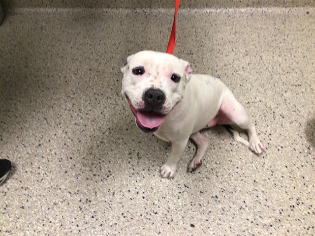 Shelter Stray Female Dog last seen Near BLOCK YAMPA CT, 12155 Park Blvd, Brighton, CO 80601, USA