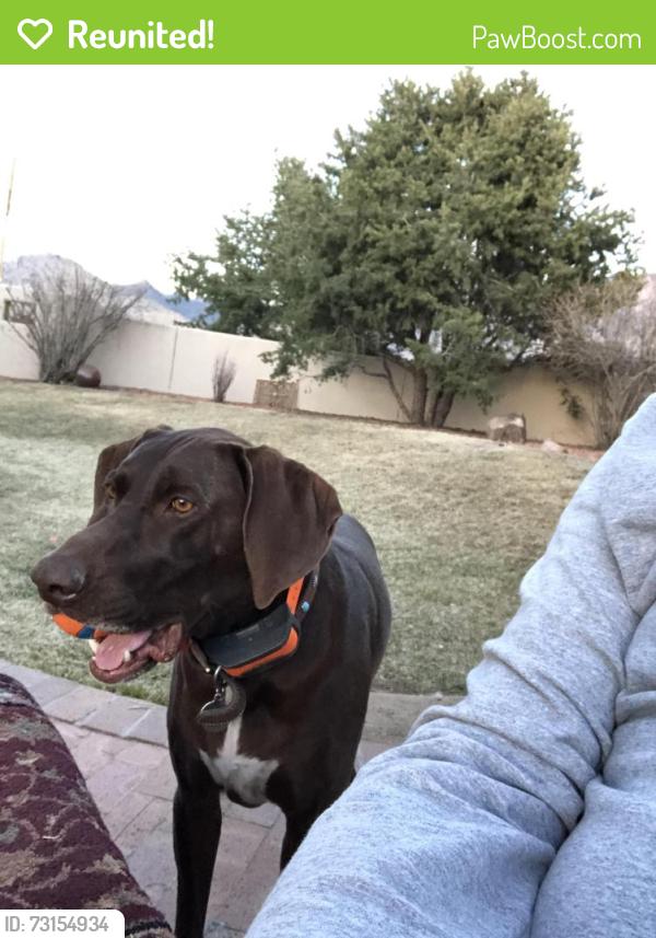 Reunited Male Dog last seen Eubank and Wilshre, North Albuquerque Acres, NM 87122