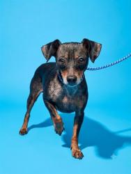Shelter Stray Male Dog last seen Near BLOCK COLUMBUS, 2020 Forest St, Jacksonville, FL 32204, USA