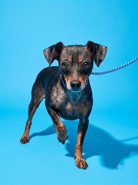 Shelter Stray Male Dog last seen Near BLOCK COLUMBUS, 2020 Forest St, Jacksonville, FL 32204, USA