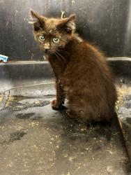 Shelter Stray Unknown Cat last seen Near BLOCK E 88TH AVE, 12155 Park Blvd, Brighton, CO 80601, USA