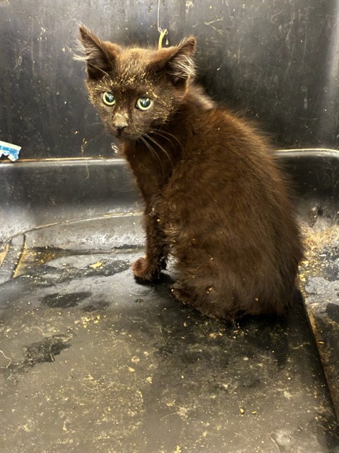 Shelter Stray Unknown Cat last seen Near BLOCK E 88TH AVE, 12155 Park Blvd, Brighton, CO 80601, USA
