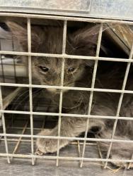 Shelter Stray Male Cat last seen Near BLOCK E 88TH AVE, 12155 Park Blvd, Brighton, CO 80601, USA