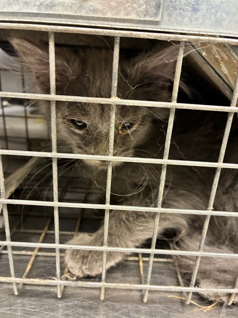 Shelter Stray Male Cat last seen Near BLOCK E 88TH AVE, 12155 Park Blvd, Brighton, CO 80601, USA