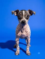 Shelter Stray Male Dog last seen Near BLOCK COLUMBUS, 2020 Forest St, Jacksonville, FL 32204, USA