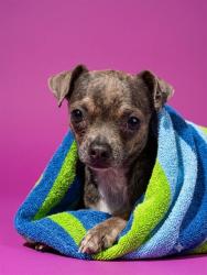 Shelter Stray Male Dog last seen Near BLOCK COLUMBUS, 2020 Forest St, Jacksonville, FL 32204, USA