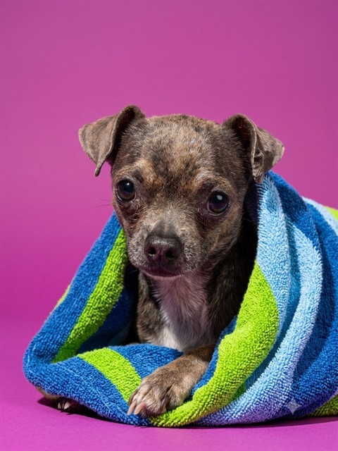 Shelter Stray Male Dog last seen Near BLOCK COLUMBUS, 2020 Forest St, Jacksonville, FL 32204, USA