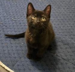 Shelter Stray Female Cat last seen Near BLOCK W BURNINGHAM CIR, 4522 W 3500 S, West Valley City, UT 84120, USA