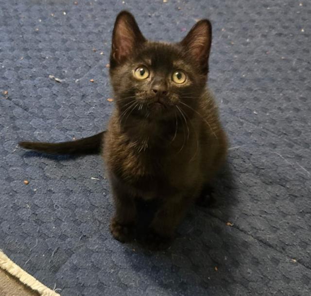Shelter Stray Female Cat last seen Near BLOCK W BURNINGHAM CIR, 4522 W 3500 S, West Valley City, UT 84120, USA