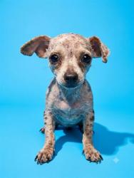Shelter Stray Female Dog last seen Near BLOCK COLUMBUS AVE, 2020 Forest St, Jacksonville, FL 32204, USA