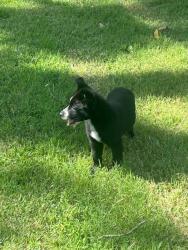 Found/Stray Male Dog last seen Near Rhema, Broken Arrow, OK 74012