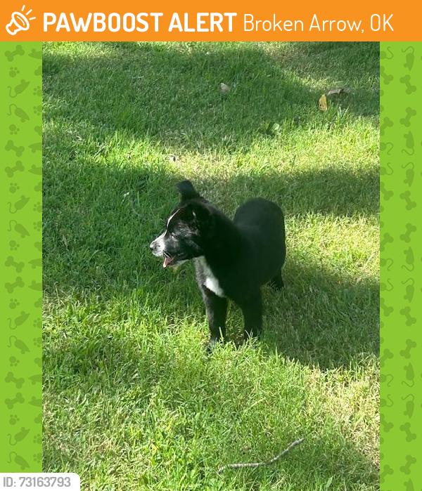 Found/Stray Male Dog last seen Near Rhema, Broken Arrow, OK 74012