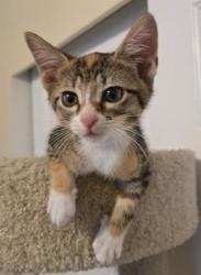 Shelter Stray Female Cat last seen Near BLOCK W BURNINGHAM CIR, 4522 W 3500 S, West Valley City, UT 84120, USA