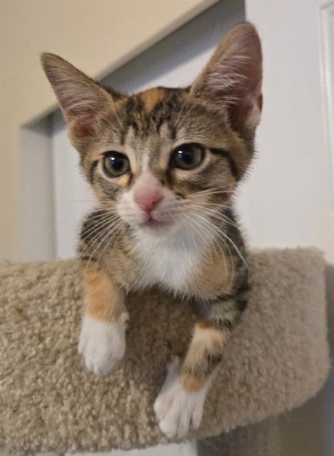 Shelter Stray Female Cat last seen Near BLOCK W BURNINGHAM CIR, 4522 W 3500 S, West Valley City, UT 84120, USA