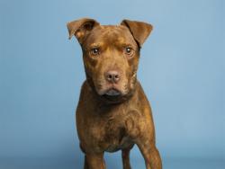 Shelter Stray Male Dog last seen 35TH AVE/BETHANY HOME RD, 5501 E Van Buren St, Phoenix, AZ 85008, USA