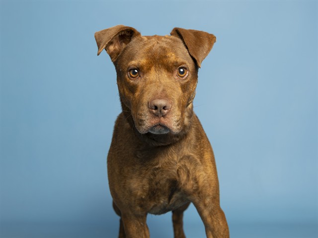 Shelter Stray Male Dog last seen 35TH AVE/BETHANY HOME RD, 5501 E Van Buren St, Phoenix, AZ 85008, USA