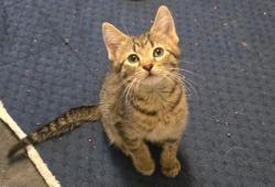 Shelter Stray Male Cat last seen Near BLOCK W BURNINGHAM CIR, 4522 W 3500 S, West Valley City, UT 84120, USA