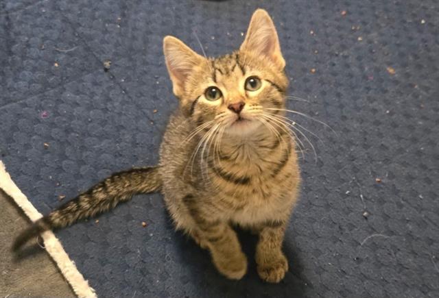 Shelter Stray Male Cat last seen Near BLOCK W BURNINGHAM CIR, 4522 W 3500 S, West Valley City, UT 84120, USA
