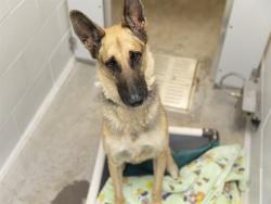 Shelter Stray Male Dog last seen 99TH AVE / CAMELBACK, 5501 E Van Buren St, Phoenix, AZ 85008, USA