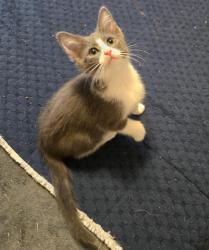 Shelter Stray Female Cat last seen Near BLOCK W BURNINGHAM CIR, 4522 W 3500 S, West Valley City, UT 84120, USA