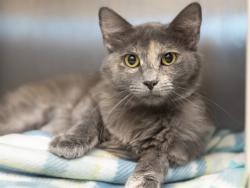 Shelter Stray Female Cat last seen 59TH AVE/INDIAN SCHOOL RD, 5501 E Van Buren St, Phoenix, AZ 85008, USA