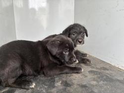 Shelter Stray Female Dog last seen Near BLOCK W 4TH, 227 N D St, Perris, CA 92570, USA