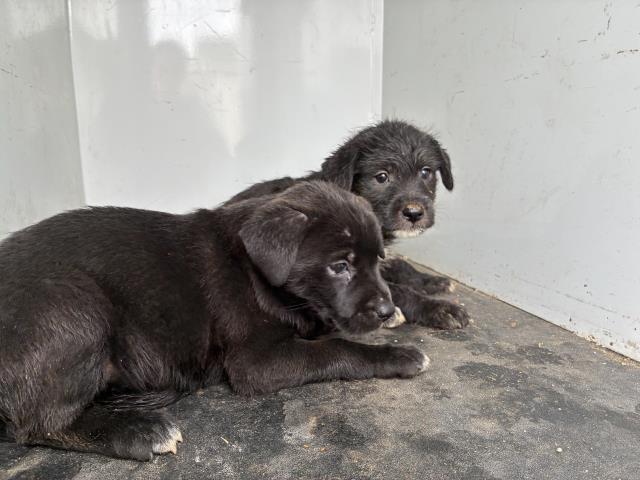 Shelter Stray Female Dog last seen Near BLOCK W 4TH, 227 N D St, Perris, CA 92570, USA