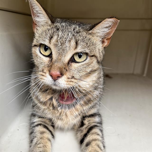 Shelter Stray Female Cat last seen Near, 2600 S Harding St, Indianapolis, IN 46221, USA