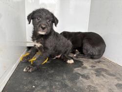 Shelter Stray Female Dog last seen Near BLOCK W 4TH, 227 N D St, Perris, CA 92570, USA