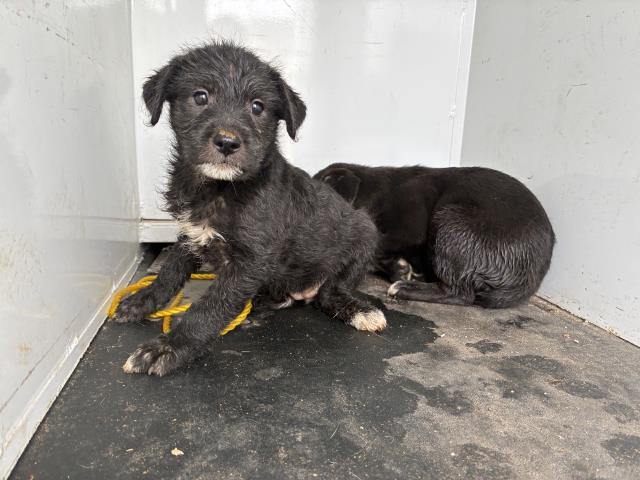 Shelter Stray Female Dog last seen Near BLOCK W 4TH, 227 N D St, Perris, CA 92570, USA
