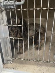 Shelter Stray Male Dog last seen Near BLOCK MICHAEL RAY DR, 3528 Newburg Rd, Louisville, KY 40218, USA