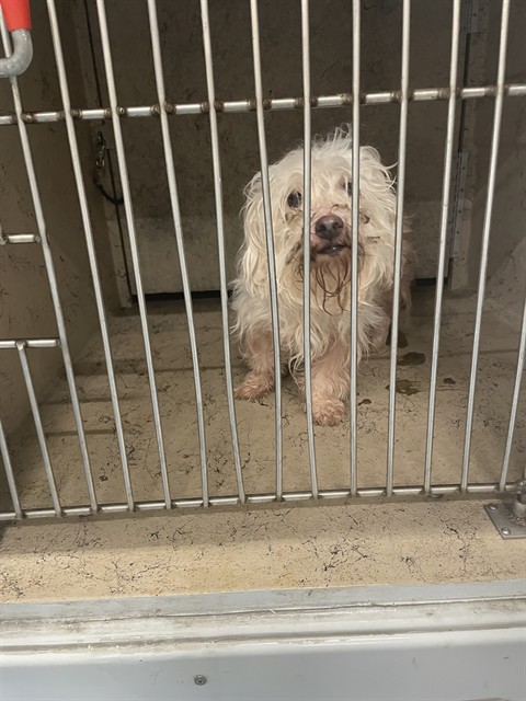 Shelter Stray Male Dog last seen Near BLOCK MICHAEL RAY DR, 3528 Newburg Rd, Louisville, KY 40218, USA