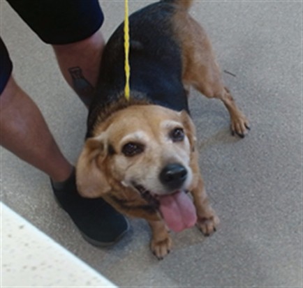 Shelter Stray Female Dog last seen Near BLOCK WARBLER, 3528 Newburg Rd, Louisville, KY 40218, USA