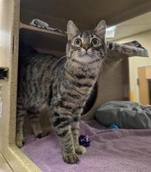 Shelter Stray Female Cat last seen FLORIN RD & HAVENSIDE DR, 2127 Front St, Sacramento, CA 95818, USA