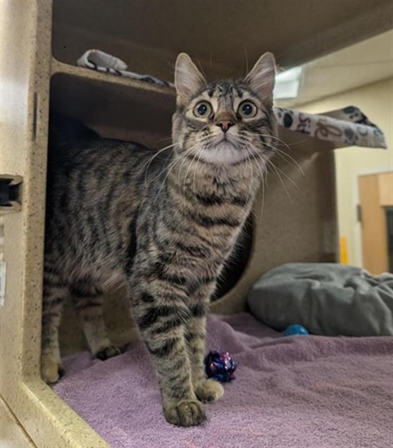 Shelter Stray Female Cat last seen FLORIN RD & HAVENSIDE DR, 2127 Front St, Sacramento, CA 95818, USA