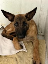 Shelter Stray Female Dog last seen NORWOOD AVE & JESSIE AVE, 2127 Front St, Sacramento, CA 95818, USA