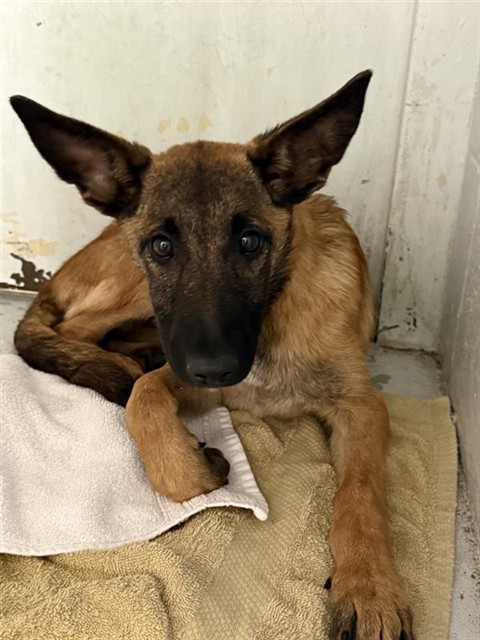 Shelter Stray Female Dog last seen NORWOOD AVE & JESSIE AVE, 2127 Front St, Sacramento, CA 95818, USA