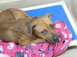 Shelter Stray Female Dog last seen OAKWOOD, 4950 SW Triana Blvd, Huntsville, AL 35805, USA