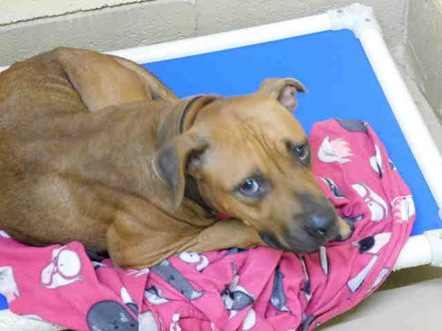 Shelter Stray Female Dog last seen OAKWOOD, 4950 SW Triana Blvd, Huntsville, AL 35805, USA