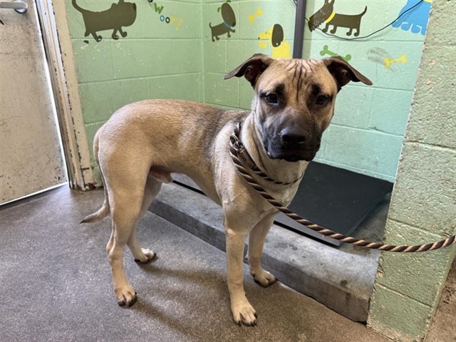 Shelter Stray Male Dog last seen MENDEL WAY & BREWERTON DR, 2127 Front St, Sacramento, CA 95818, USA